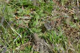 Image of Checkered-Skippers