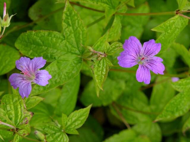 Geranium nodosum L.的圖片