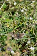 Image of Checkered-Skippers