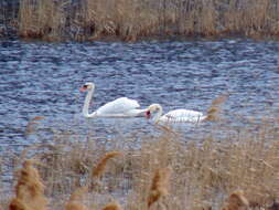 Image of Mute Swan