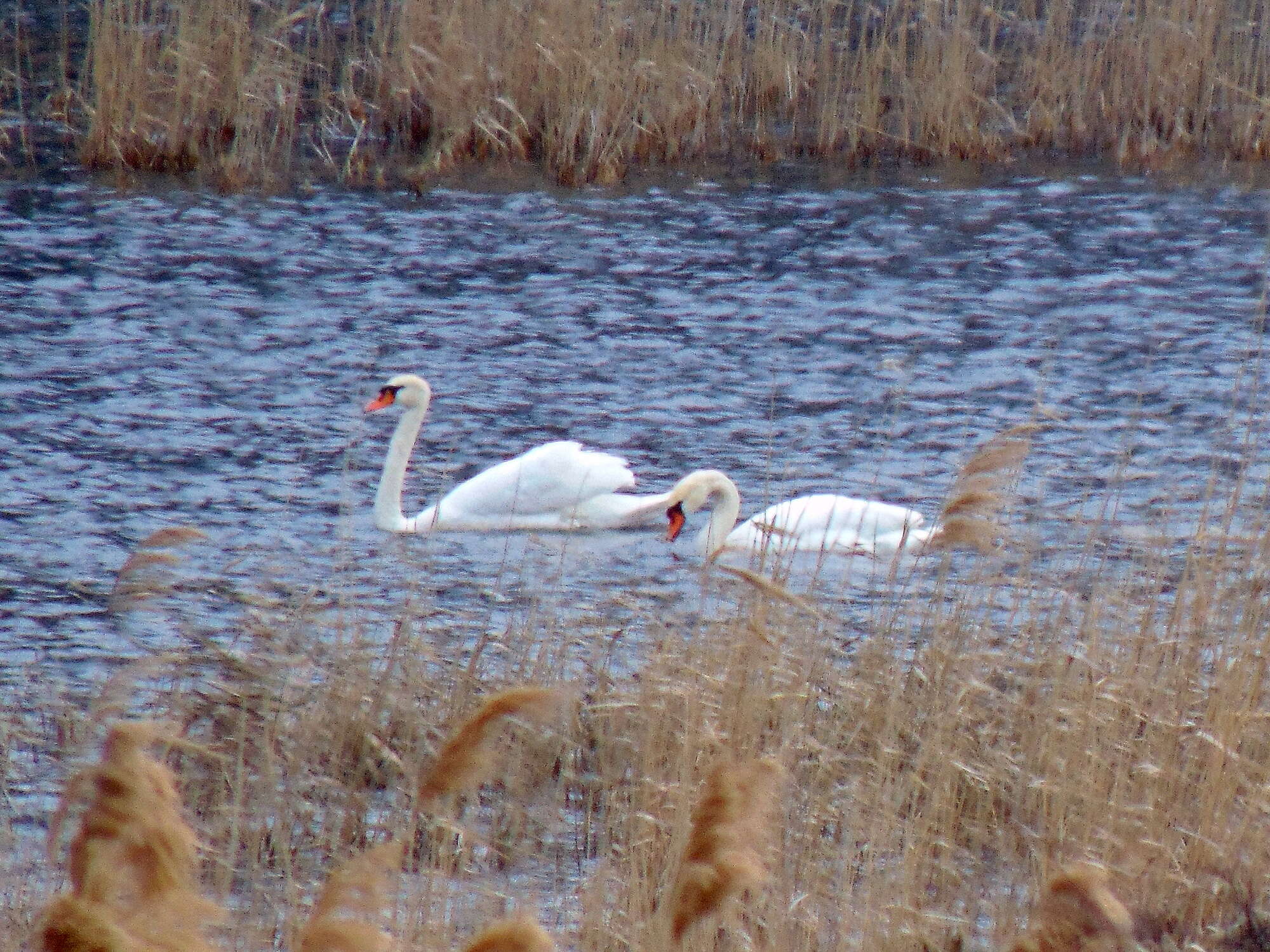 Image of Mute Swan