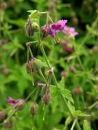 Image of geranium