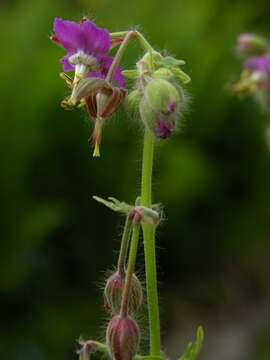 Image of geranium