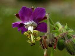 Image of geranium