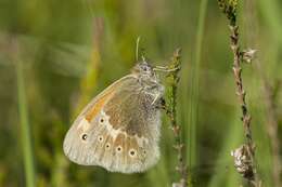 Plancia ëd Coenonympha