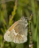 Image of Ringlets