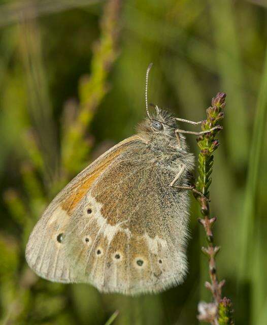 Plancia ëd Coenonympha