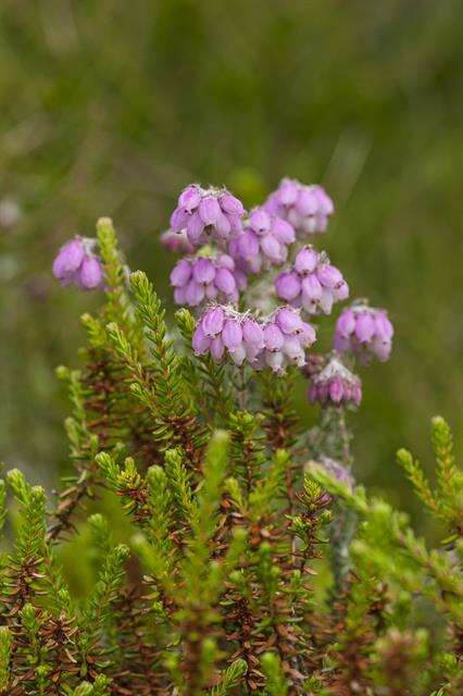 Image of Erica