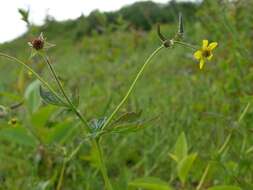 Image of avens