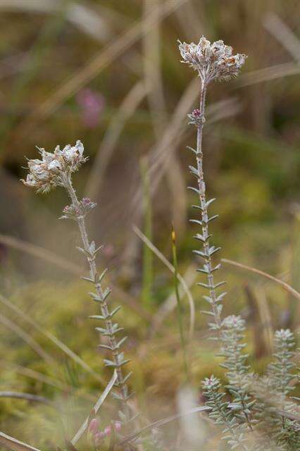 Image of Erica