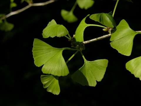 Image of Ginkgoopsida