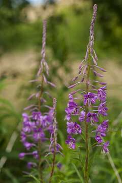 Image of Epilobium angustifolium L.