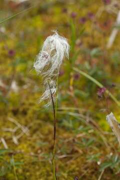 Image of cottongrass