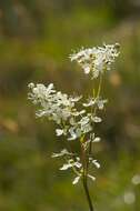 Plancia ëd Filipendula