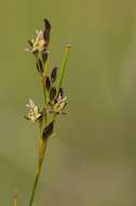 Image of black needle rush