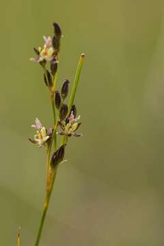 Image of black needle rush