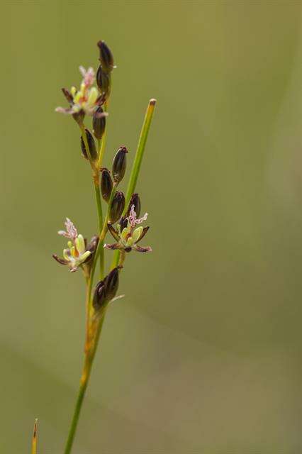 Image of black needle rush