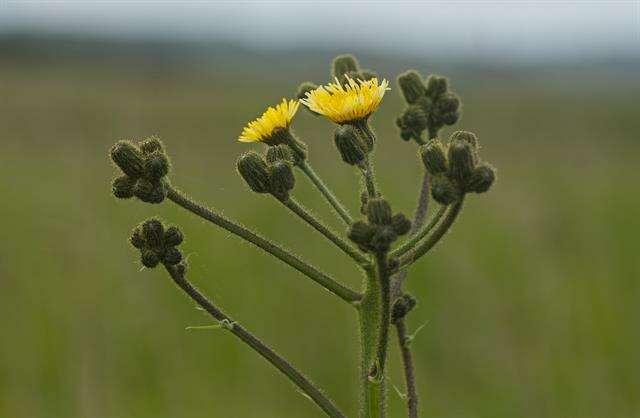 Image de Sonchus