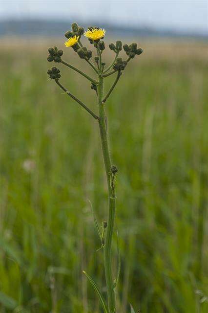 Image de Sonchus