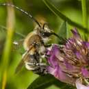 Image of Eucera longicornis (Linnaeus 1758)