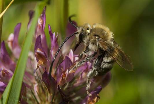 Image of Eucera Scopoli 1770