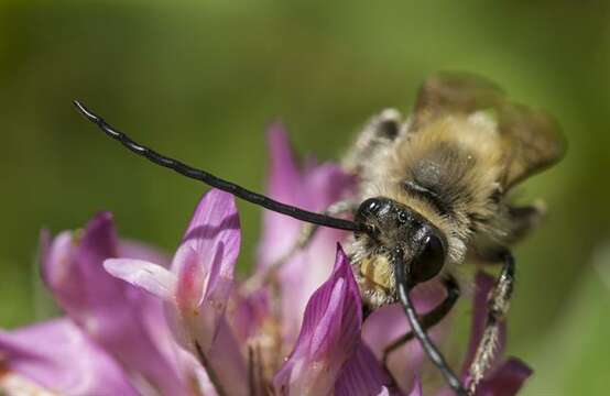 Image of Eucera Scopoli 1770