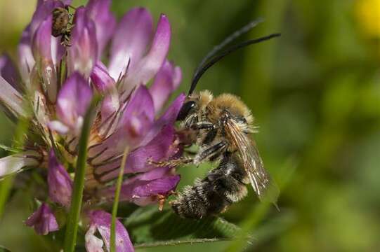 Image of Eucera Scopoli 1770