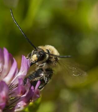 Image of Eucera Scopoli 1770