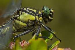 Image of Gomphus Leach ex Brewster 1815