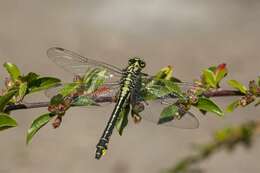 Image of Gomphus Leach ex Brewster 1815