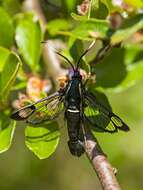 Imagem de Synanthedon spheciformis Schiffermüller & Denis 1776