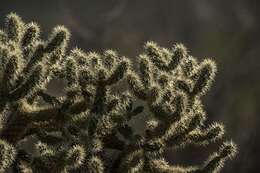 Image de Cylindropuntia