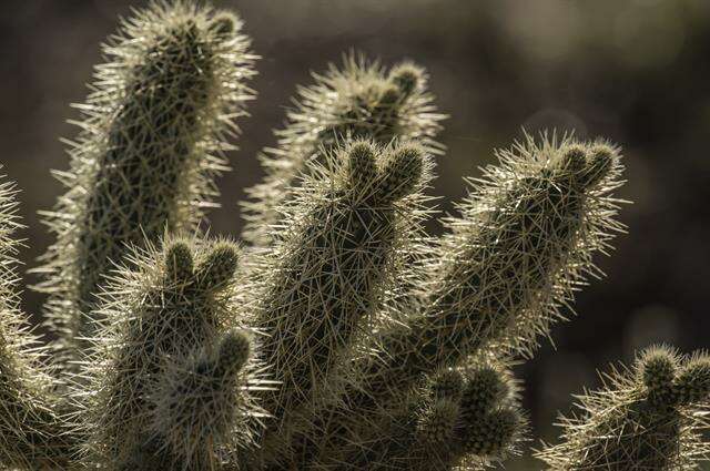 Image of Chollas