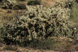 Image de Cylindropuntia