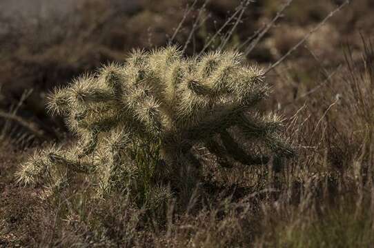 Image of Chollas