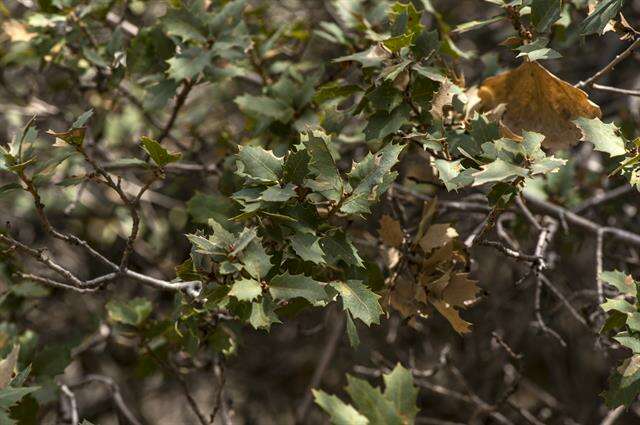 Слика од Quercus turbinella Greene