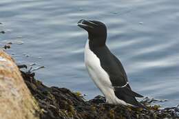 Image of Lesser auk