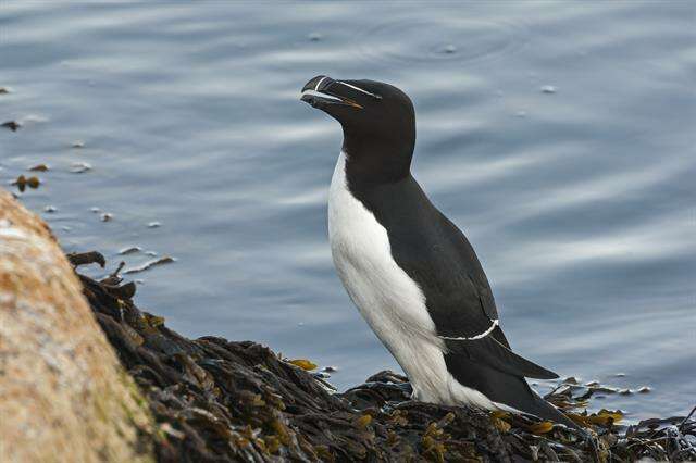 Image of Lesser auk