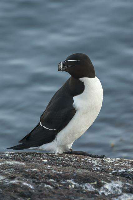 Image of Lesser auk