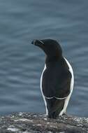 Image of Lesser auk