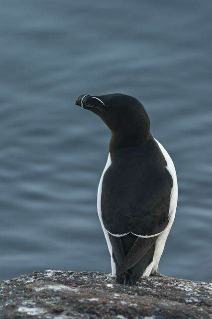 Image of Lesser auk