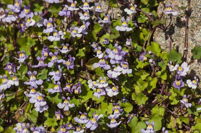 Image of Ivy-leaved Toadflax