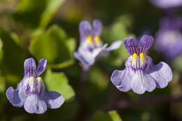 Image of Ivy-leaved Toadflax