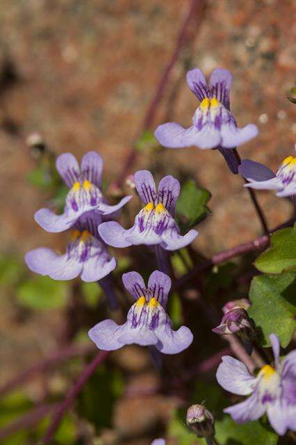 Image of Ivy-leaved Toadflax