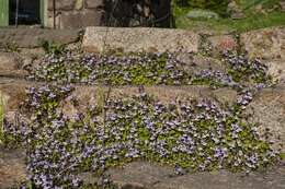 Image of Ivy-leaved Toadflax