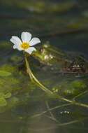 Слика од Ranunculus peltatus subsp. peltatus