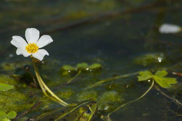 Слика од Ranunculus peltatus subsp. peltatus