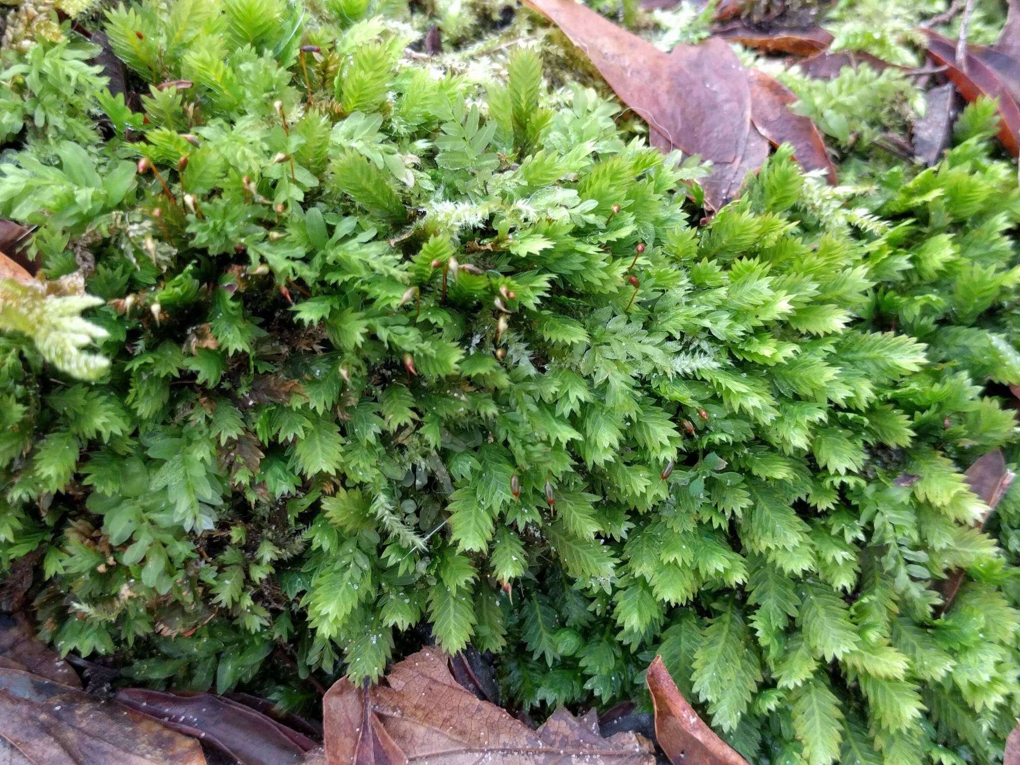 Image of fissidens moss