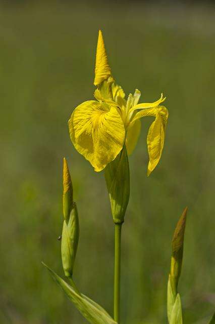 Image of iris