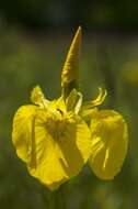 Image of iris